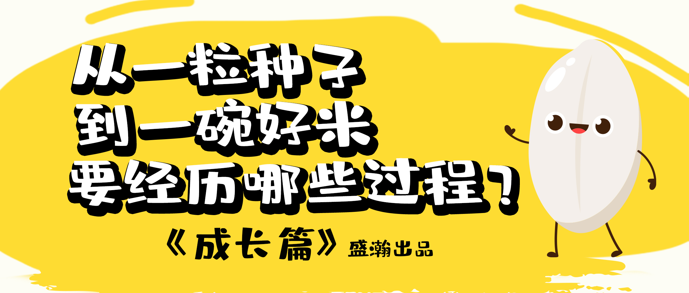 大米的一生-成長(zhǎng)篇 | 從一粒種子到一碗好米要經(jīng)歷哪些過程？